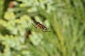 Frontinellina_frutetorum_D4954_Z_87_Les Gris_Frankrijk